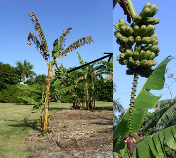 [Two photos stitched together with a black arrow originating on the banana bunch hanging on the left image of the full tree and extending to the point of the arrow to the close view of the bunch and its hanging flower on the right image.]